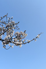 桜2