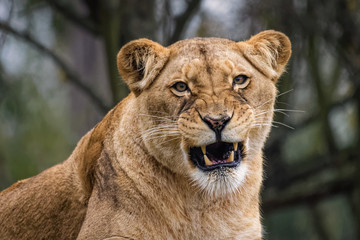 Lioness cleaning her fur