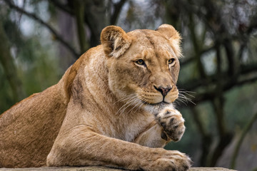 Obraz premium Lioness cleaning her fur