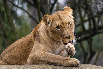 Obraz na płótnie Canvas Lioness cleaning her fur
