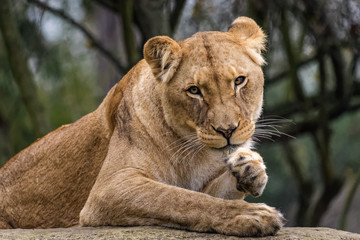 Lioness cleaning her fur