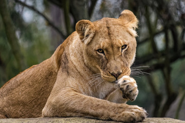Naklejka premium Lioness cleaning her fur