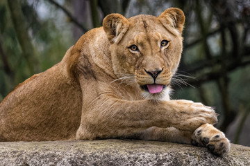 Fototapeta premium Lioness cleaning her fur
