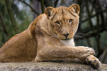 Lioness cleaning her fur