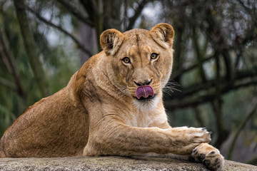 Lioness cleaning her fur