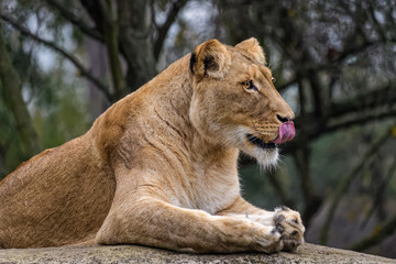 Side view of a lion sitting on a rock