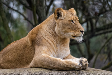 Side view of a lion sitting on a rock