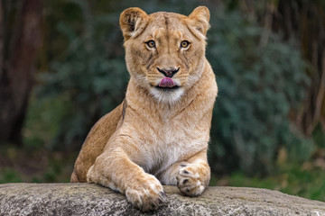 Lioness sitting on a rock