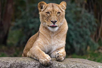 Fototapeta na wymiar Lioness sitting on a rock