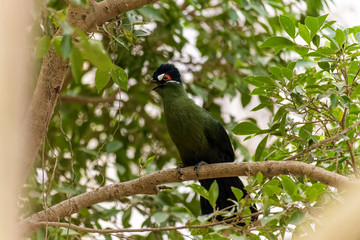 Hartlaubs turaco looking for nesting material in a tree