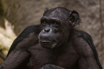 Close up of a male chimpanzee
