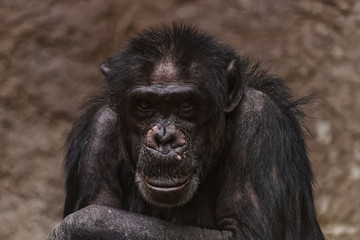 Naklejka premium Close up of a male chimpanzee
