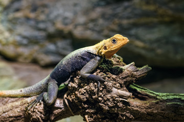Common agama basking on a dead tree