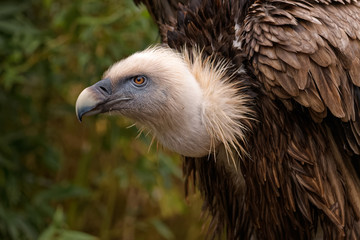 Close up of a eurasian griffon