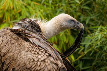Eurasian griffon cleaning its feathers