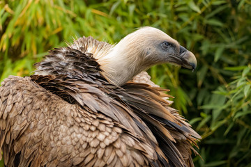 Eurasian griffon cleaning its feathers