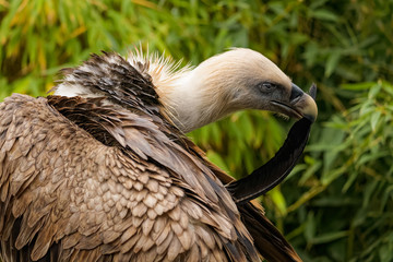 Eurasian griffon cleaning its feathers