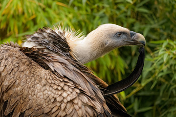 Eurasian griffon cleaning its feathers
