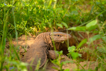 Bengal monitor,Varanus bengalensis, Jhalana, Rajasthan, India. This is  found widely distributed over the Indian Subcontinent
