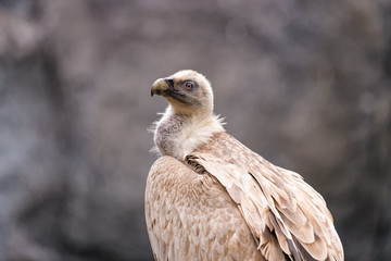 Close up of a one eyed eurasian griffon
