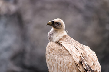 Close up of a one eyed eurasian griffon