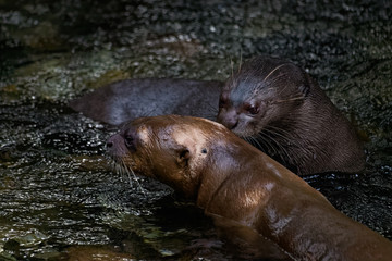 A pair of giant river otters playing in a shallow stream