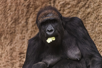 Female gorilla eating