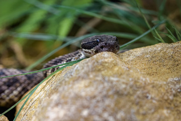 Rattlesnake on top of a rock