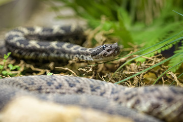 Naklejka premium Rattlesnake on top of a rock