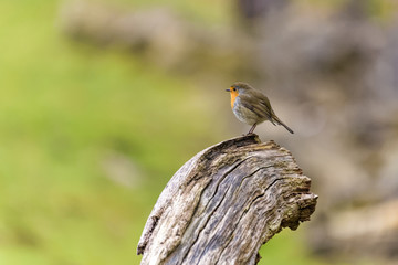 Red robin sitting on top of a dead tree