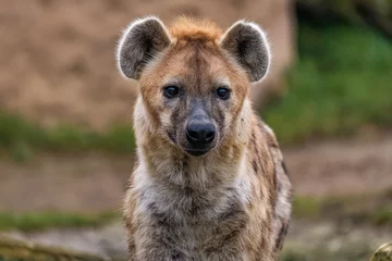 Close up of a spotted hyena