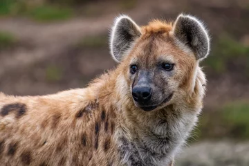 Crédence en verre imprimé Hyène Gros plan d& 39 une hyène tachetée