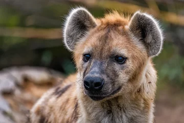 Fotobehang Hyena Close up van een gevlekte hyena
