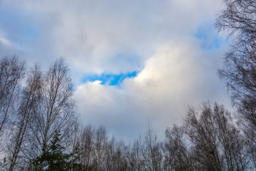 The tops of the trees and the beautiful cloudy sky with a blue skylight.