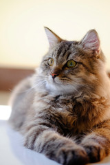 Cat pet portrait with selective focus.