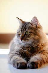 Cat pet portrait with selective focus.