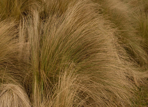 zacate de monta&ntilde;a