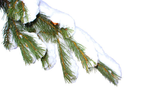 Fototapeta Sprig of a Christmas tree with snow isolated on white background.