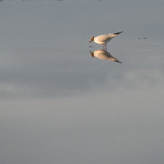 mirrored seagull at the sea