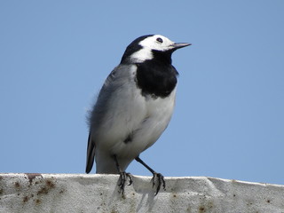 Close up portrait of a perched White Wagtail bird with white, gray and black feathers.