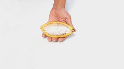 Hand holding Cocoa yellow fruit on the  White background.