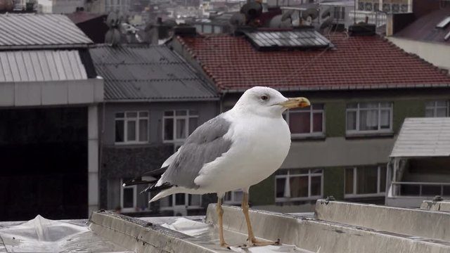 Sea gull stands on the roof against the background of the urban landscape. HD video