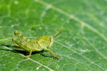 Image of Green little grasshopper on a green leaf. Insect. Animal
