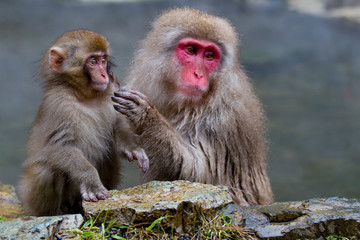 Japanese Snow Monkeys grooming near the thermal hot spring waters in Jigokudani, Japan