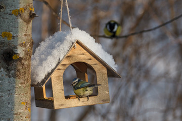 A little bird chickadee/ blue tit