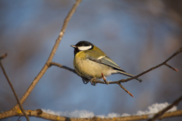 A little bird chickadee/ titmouse