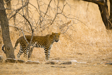 Indian leopard,  Panthera pardus fusca, Jhalana, Rajasthan, India.