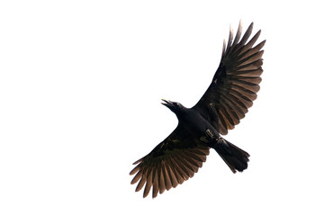 Plakat Image of black crow flying on white background. Animal. Black Bird.