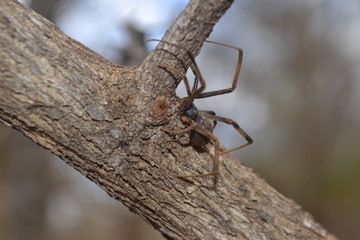 Brown Widow Spider, South Africa