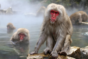 Japanese Snow Monkeys bathing in the thermal hot springs at Jigokudani, Japan